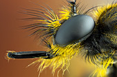 Bumblebee robberfly