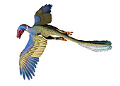 Archaeopteryx dinosaur in flight, illustration