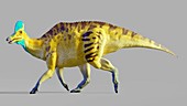 Artwork of a corythosaurus dinosaur