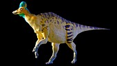 Artwork of a corythosaurus dinosaur