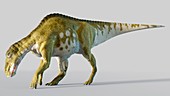 Artwork of a male Edmontosaurus