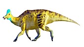 Artwork of a corythosaurus dinosaur