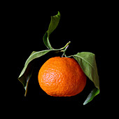 Clementine (Citrus x clementina) citrus fruit hybrid