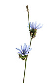 Chicory (Cichorium intybus) flowers