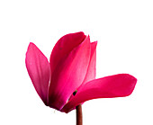 Persian cyclamen (Cyclamen persicum) flower