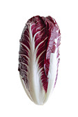 Elongated chicory (Cichorium intybus 'Red Treviso')