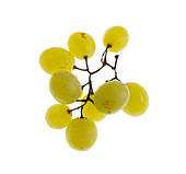 White table grapes (Vitis vinifera 'Italia')