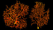 Purkinje nerve cells, illustration