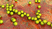 Streptococcus pyogenes bacteria, illustration