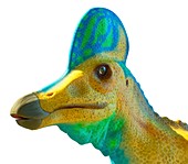 Head of a corythosaurus dinosaur