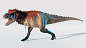 Artwork of a feathered tyrannosaurus
