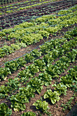 Frischer Eichblattsalat und Kopfsalat auf dem Feld