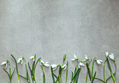 Snowdrop flowers on grey background