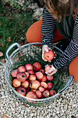 Woman with freshly harvested organic apples in a wire basket