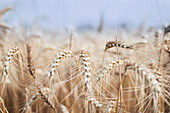 Weizen im Getreidefeld, Deutschland