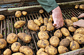 Potato harvest: potatoes are sorted