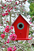 Nesting box hung in decorative peach tree 'Melred'