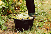 A bucket of freshly harvested white grapes
