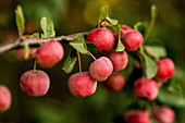 Zieräpfel am Baum
