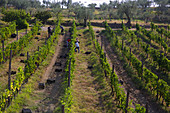 Wine harvest and pickers