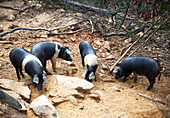 Rare pig breed 'Cinta Senese'