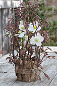 Christmas rose in a basket decorated for winter with hazel branches