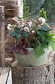 Bowl with snow rose HCG 'Maestro', common fern, coral bells, autumn sedge 'Bronze Form' and white spruce on a tree trunk