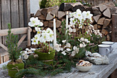 Weihnachts-Tischdeko auf der Terrasse: Kerzen, Christrosen und Zuckerhutfichten in Filztopf, Tannenzweige und Silbertaler, Brennholzstapel im Hintergrund