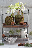 Shelf with Christmas roses in moss, cones, cups and decoration with pine needles