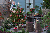 Christmas terrace: Nordmann fir decorated as a Christmas tree with string lights, stars, red ornaments and candles and small spruce with string lights, with a woman lighting candles
