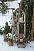 Pot arrangement with white spruce, Christmas roses, and fern on a wooden sled, candle decoration, and reindeer figurine