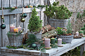 Christmas decoration with white spruce, pine, candles in a basket and on wooden discs, bowl with small sugar loaf spruce and fern, cones, fir branches, and Christmas tree decorations