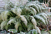 Narrow filigree fern 'Proliferum' with hoarfrost