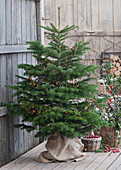 Nordmanntanne als Weihnachtsbaum mit LED- Mini-Lichterkette
