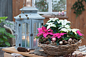 Weihnachtlich dekorierter Korb mit Weihnachtssternen Princettia 'Dark Pink' 'White', Christbaumkugeln und Lärchenzapfen