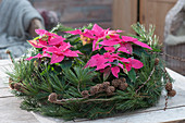 Wreath with poinsettias and conifer branches