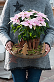 A woman brings Christmas decorations with poinsettia 'Princettia', wooden Christmas tree, cinnamon sticks, and moss