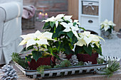 Christmas decoration with white poinsettias with white coloured cones and conifer branches on tray