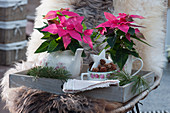 Poinsettias 'Princettia Dark Pink' in nostalgic flower pots on wooden tray