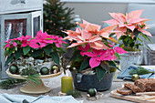 Poinsettias as table decoration in the winter garden on cake plate with bark, in old bowl and in beef pot