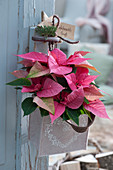 Pink poinsettia in a felt bag as door decoration with wooden star and fir branch