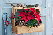 Roter Weihnachtsstern und Zapfen in selbstgebauter Holzkiste als Türdekoration, rote Holzsterne
