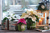 Weihnachtssterne und verpackte Geschenke neben Laterne am Wintergarten-Fenster