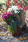 Korb mit Herbstbepflanzung: Chrysanthemen, Wolfsmilch 'Ascot Rainbow', blaue Hirse-Segge und Pfennigkraut