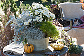 Herbstschale mit Chrysantheme 'White Bouquet', Olivenkraut 'Lemon Fizz', weißfilziges Greiskraut 'Winter Whispers' und Stacheldrahtpflanze