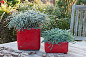 Trend color silver-gray: Curry kraut and sedum plant 'Silver Roses' in red boxes