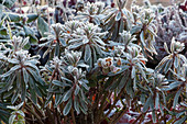 Spurge 'Athene' covered in hoarfrost