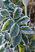 Rose leaf covered in hoarfrost
