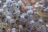 Faded autumn asters covered with hoarfrost