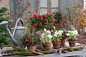 Pot arrangement with flowering Christmas roses, skimmia 'Temptation' and snowberries, bark, and moss-covered twigs